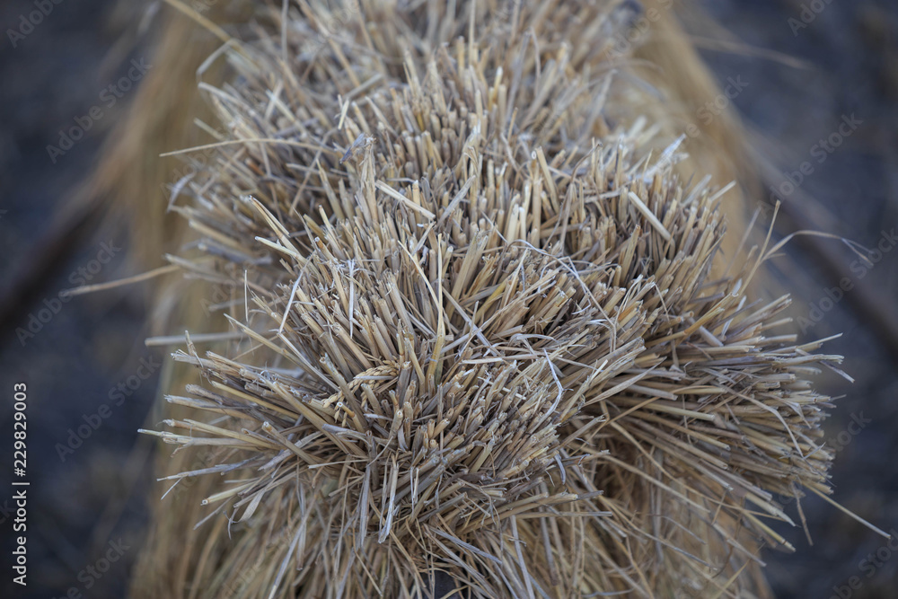Closeup of rice stalks trying in traditional Japanese method Closeup of rice stalks trying in traditional Japanese method