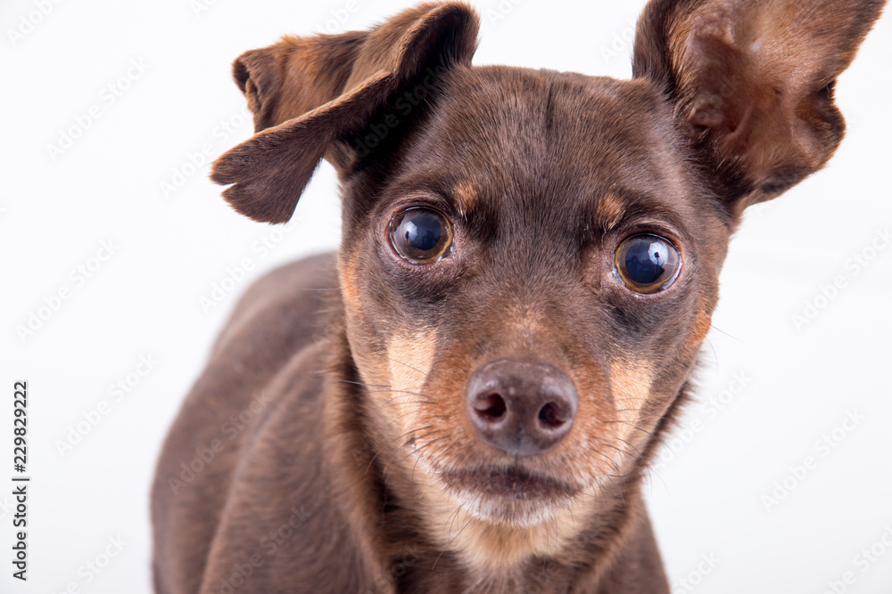 Pinscher dog isolated over white background