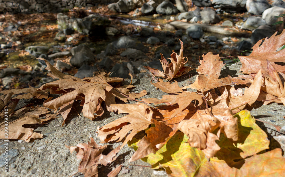 autumn leaves and flowing river with sun lights