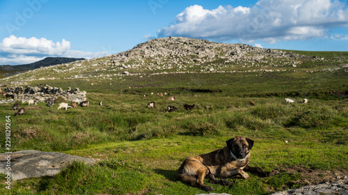Serra da Freita com um cão pastor guardador de rebanhos photo