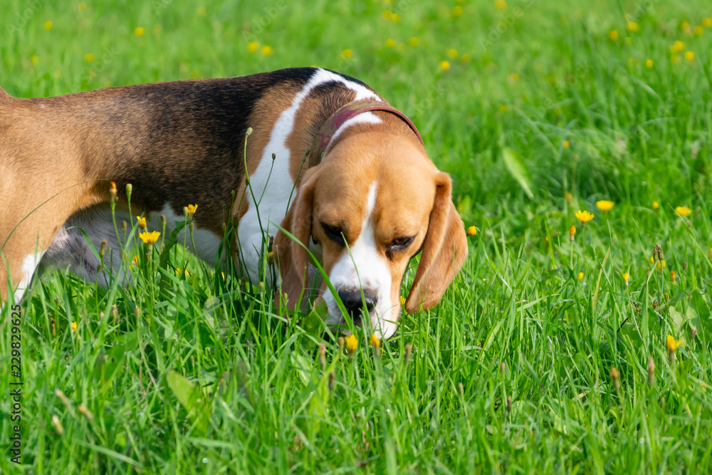  Young energetic beagle walks in the meadow. Pets on the run, dogs play with each other. Correct good behavior