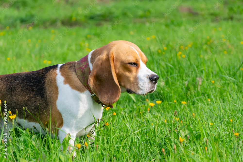 Young energetic beagle walks in the meadow. Pets on the run, dogs play with each other. Correct good behavior Young energetic beagle walks in the meadow. Pets on the run, dogs play with each other. Correct good behavior