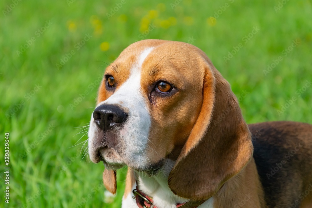  Young energetic beagle walks in the meadow. Pets on the run, dogs play with each other. Correct good behavior