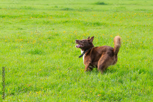 Young energetic half-breed dog walks in the meadow. Pets on the run, dogs play with each other. Correct good behavior.