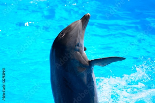 Fotografiet Close up of a dolphin performing in a dolphin show