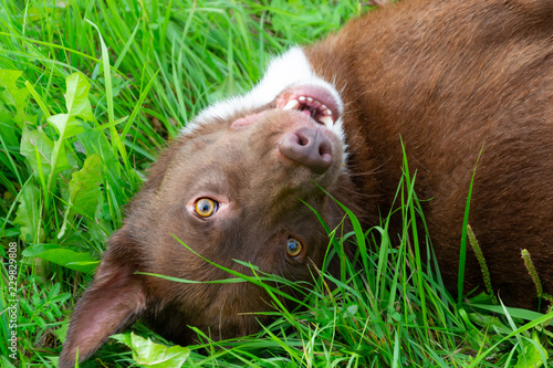 Young energetic half-breed  dog walks in the meadow. Pets on the run, dogs play with each other. Correct good behavior.