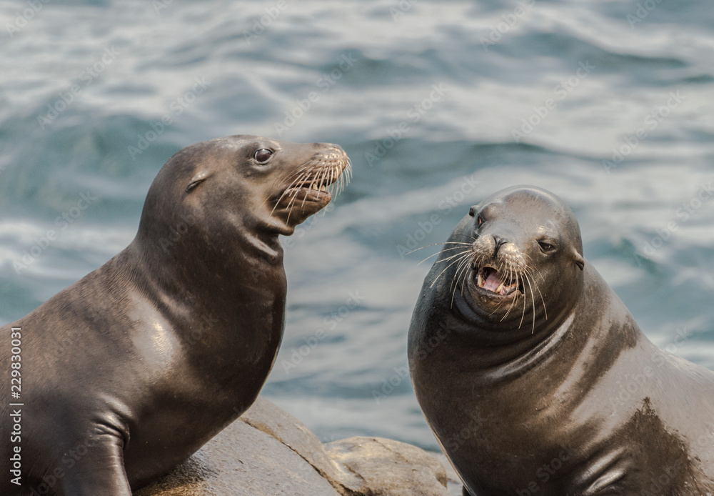 Obraz premium Two Sea Lions Sitting at the Coast in La Jolla, California