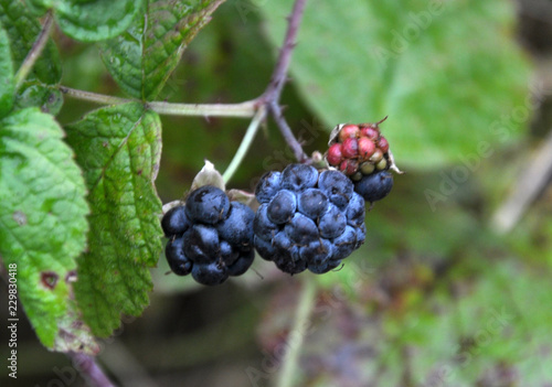 On the bush berries are black wildebeest