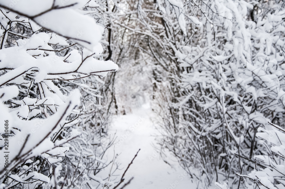 Fototapeta premium tunnel, trail in the winter forest, trees covered in snow, selective focus. Christmas Holidays Background
