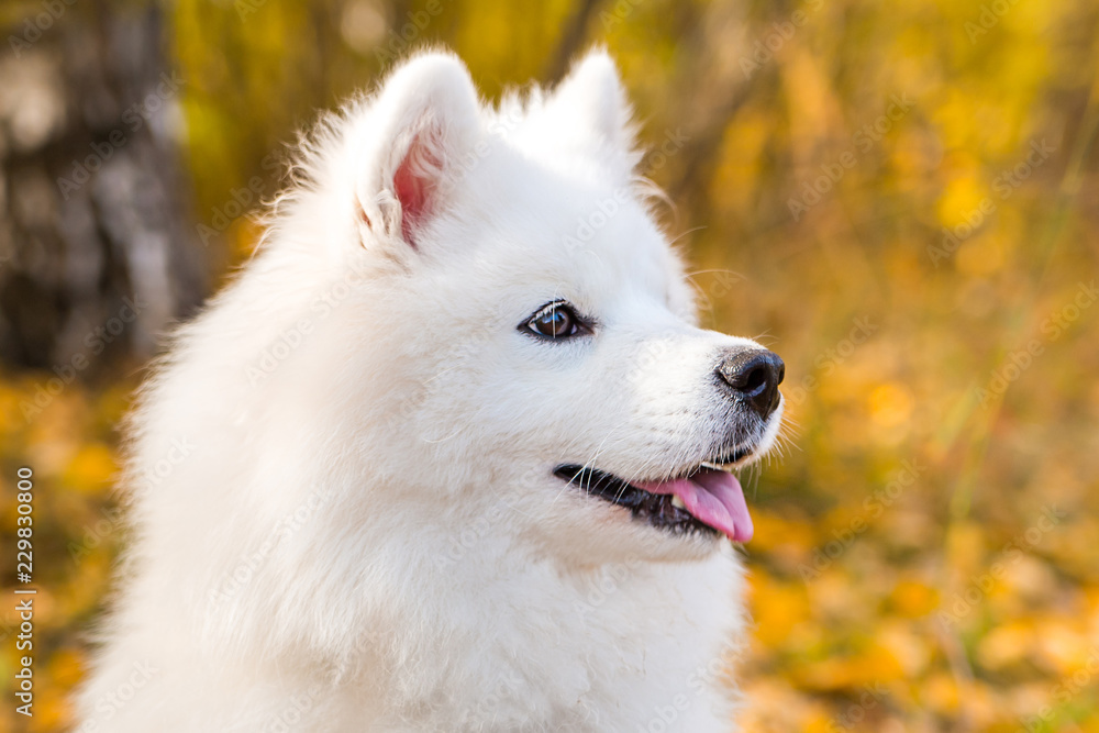 Portrait of white Samoyed dog on a background of autumn foliage