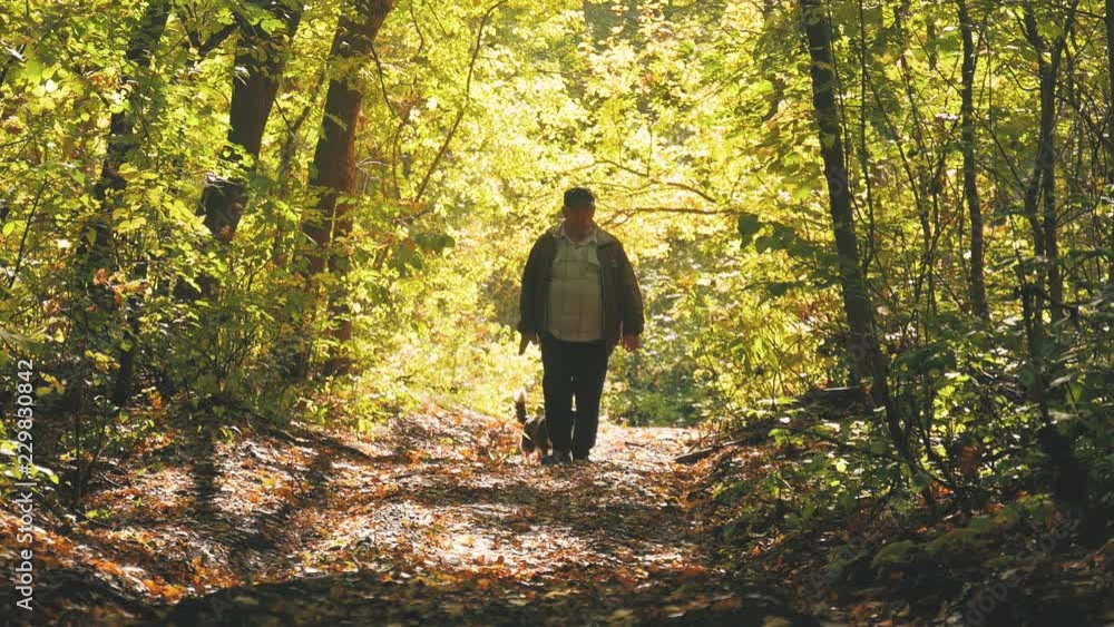 Old man walking in the woods with his dog, a sunny spring day. Beautiful rays of the sun. Old man walking in the woods with his dog, a sunny spring day. Beautiful rays of the sun.
