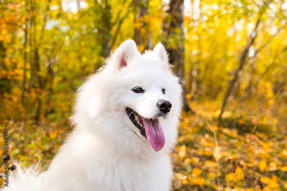 Portrait of white Samoyed dog on a background of autumn foliage Portrait of white Samoyed dog on a background of autumn foliage