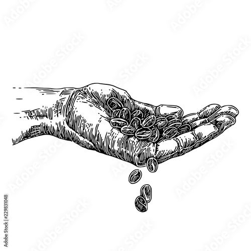 Handful of coffee beans in hand. Sketch. Engraving style. Vector illustration.