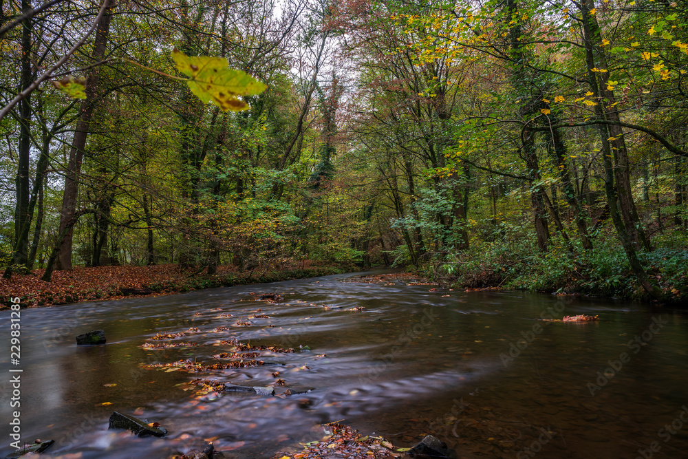 Obraz premium autumn in the park