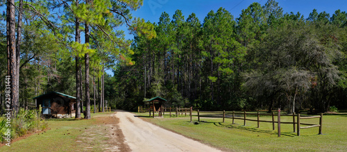 Tallahassee, USA: Place picnic at Lake Talquin State Park and Forest with tall glorious pine trees in Tallahassee, Florida