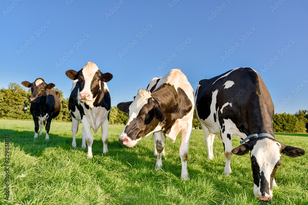 Vier schöne Milchkühe auf der Weide im warmen Nachmittagslicht der tiefstehenden Sonne