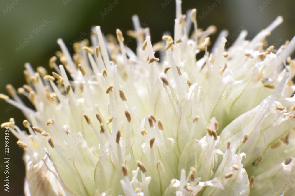 Fototapeta premium closeup of white flower