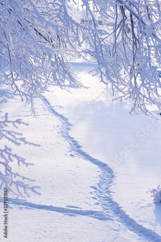 Path in winter landscape. Tree branches above are covered with snow. Focus on foreground.