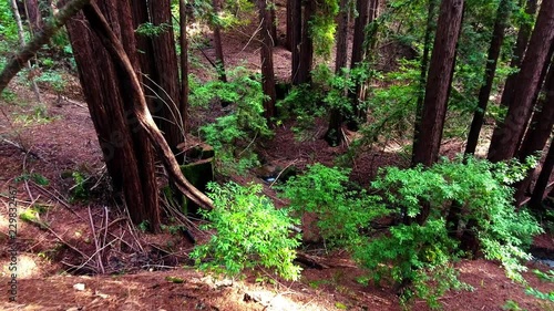 A slow low-height aerial cruise down a slope through Redwood trees in the Santa Cruz Mountains