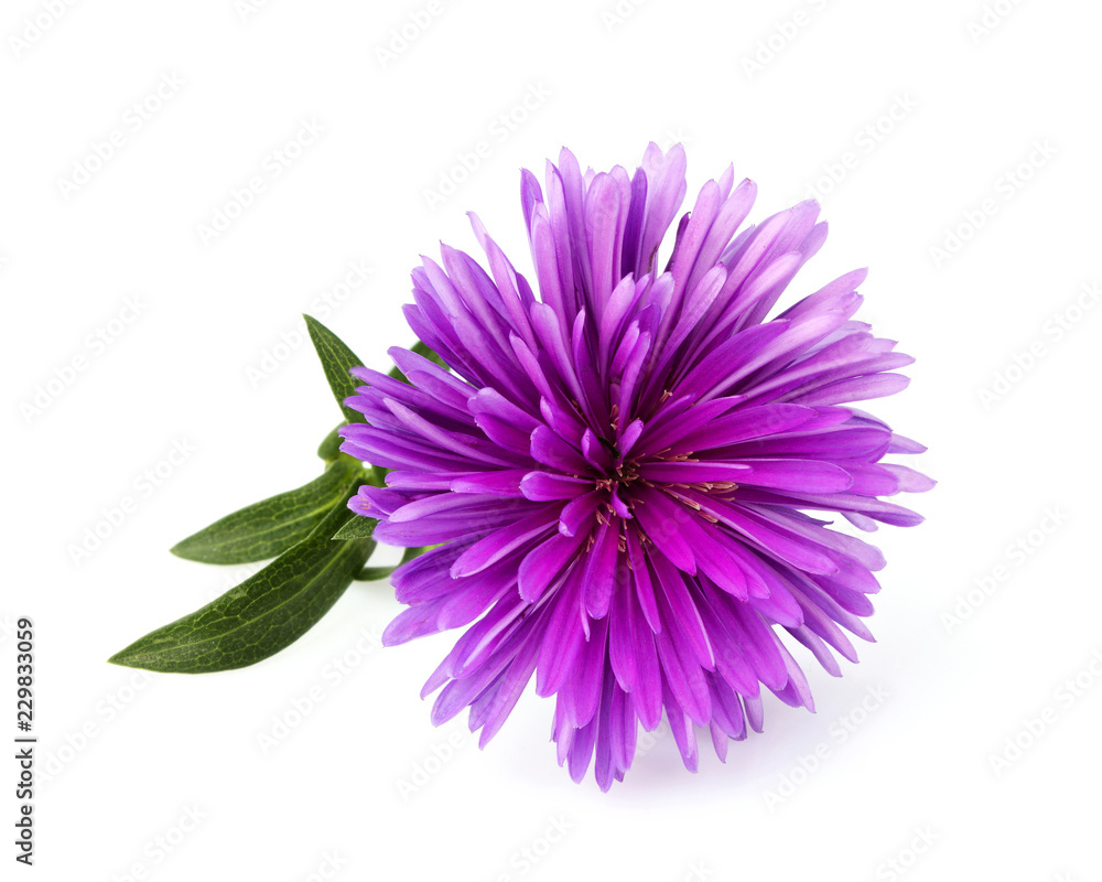 Flower Astra violet color isolated.