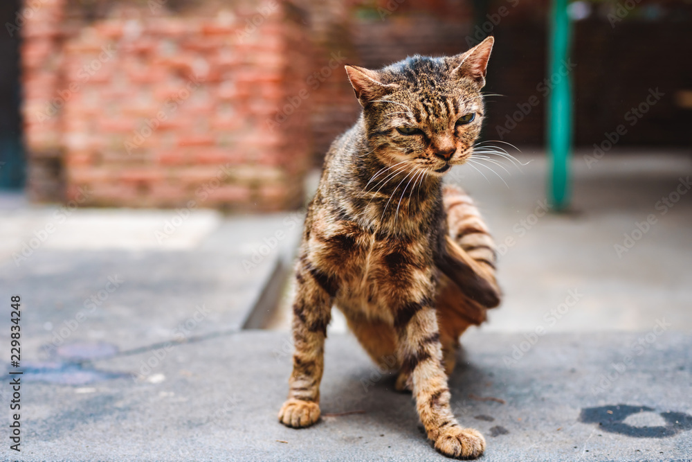 Naklejka premium the street homeless tobby cat scratching himself in the yard of the monastery