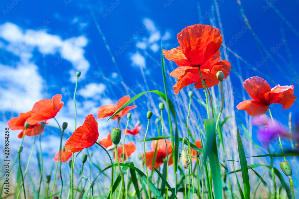 Fototapeta premium Kwiaty czerwonych maków w zielonej trawie na łące. Błękitne niebo z chmurami cumulus. Magiczne lato w małym zagłębiu polnego krajobrazu. Temat koncepcyjny: Natura. Klimat. Ekologia.