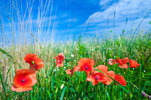 Fototapeta Naklejka Na Ścianę i Meble -  The flowers of the red poppies in the green grass on meadow. Blue sky with cumulus clouds. Magic summertime in the small dept of field landscape. Concept theme: Nature. Climate. Ecology.