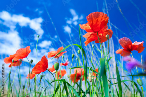 Fototapeta Naklejka Na Ścianę i Meble -  The flowers of the red poppies in the green grass on meadow. Blue sky with cumulus clouds. Magic summertime in the small dept of field landscape. Concept theme: Nature. Climate. Ecology.