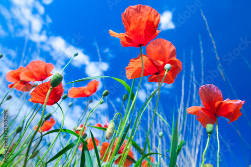 The flowers of the red poppies in the green grass on meadow. Blue sky with cumulus clouds. Magic summertime in the small dept of field landscape. Concept theme  Nature. Climate. Ecology.