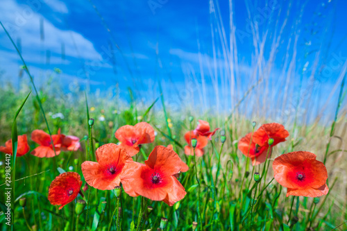 Fototapeta Naklejka Na Ścianę i Meble -  The flowers of the red poppies in the green grass on meadow. Blue sky with cumulus clouds. Magic summertime in the small dept of field landscape. Concept theme: Nature. Climate. Ecology.