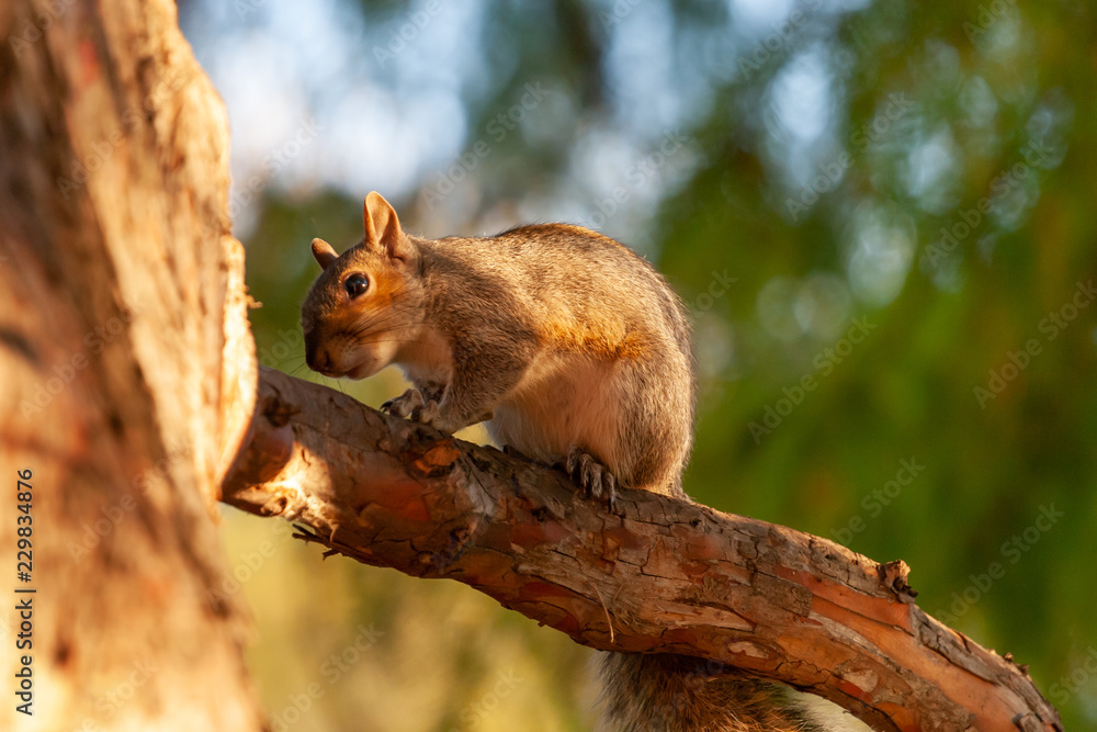 squirrel on tree in the park squirrel on tree in the park