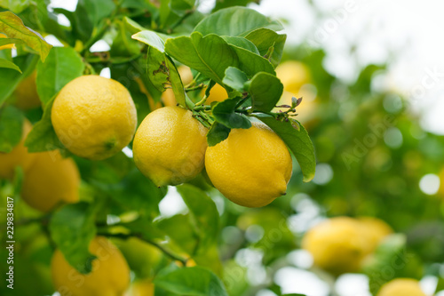 Ripe lemons hanging on a tree