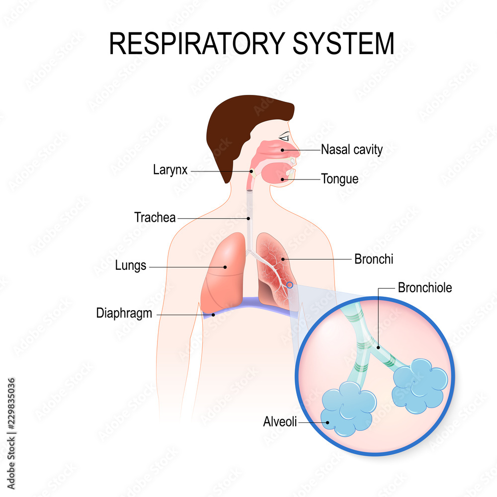 Fototapeta premium respiratory system. human anatomy.