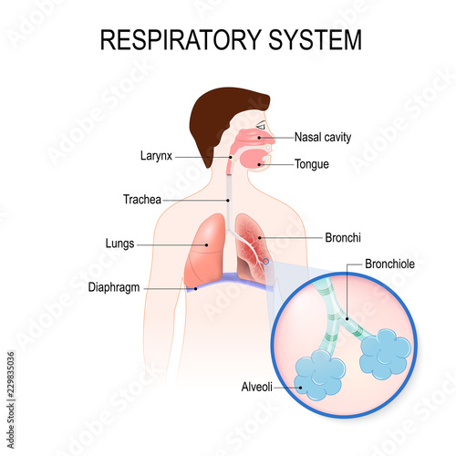 respiratory system. human anatomy.