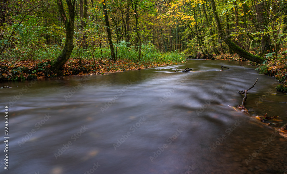 Obraz premium autumn in the park