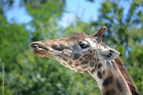 Girafe © Christelle.delforge