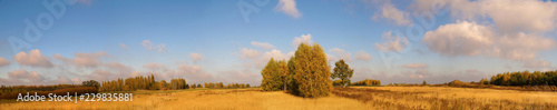 Blighted grass  trees in the colors of autumn. A vast panorama of autumn fields.