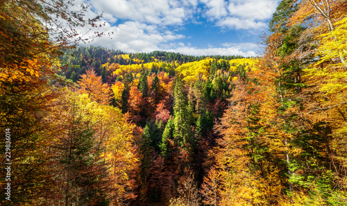 Autumn in Frakto wood - Greece National park - Rhodope photo