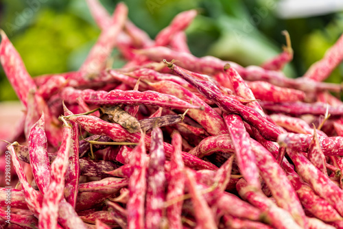 Canvas Print Macro closeup of many red or pink shelled cranberry whole beans in shells in far