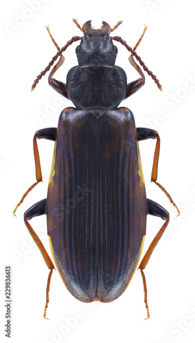 Beetle Pytho depressus on a white background photo