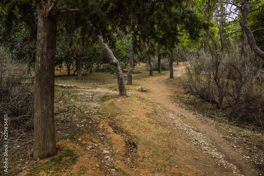 soft focus autumn seasonal weather in tropic dry forest outdoor park nature scenery local landscape with foreshortening on tree soft focus autumn seasonal weather in tropic dry forest outdoor park nature scenery local landscape with foreshortening on tree