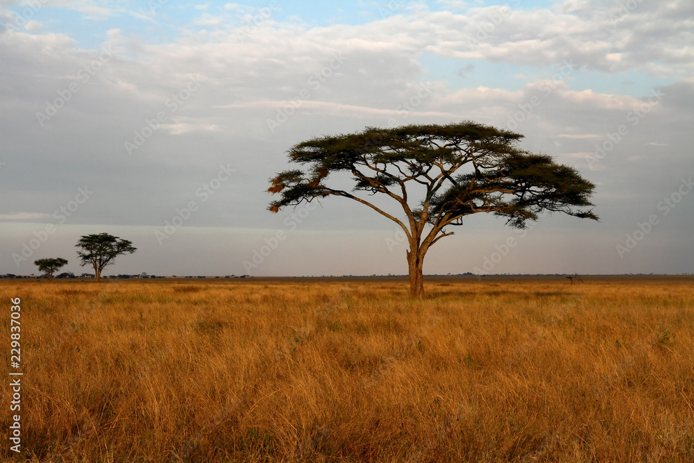 Acacia trees and the African Savannah
