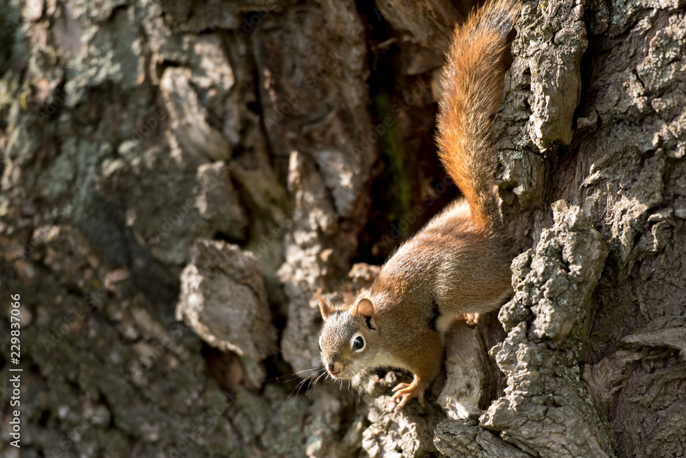 Fototapeta premium Red Sqyuirrels