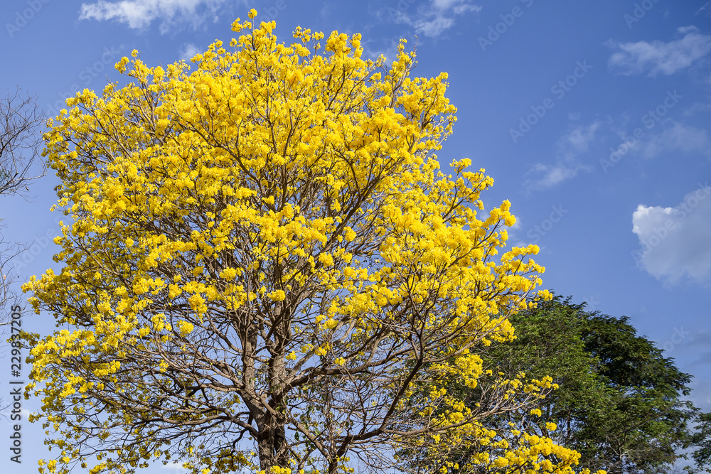Ipê amarelo colorindo a vegetação seca Ipê amarelo colorindo a vegetação seca