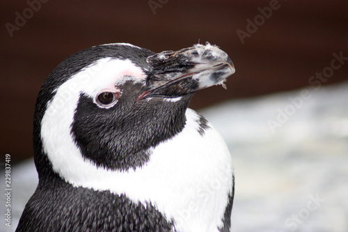 African penguin portrait. Spheniscus demersus. Black and white theme