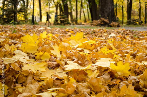 Autumn yellow leaves layer on the gound closeup. photo