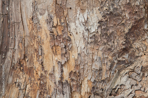 Tree bark texture. Nature wood background