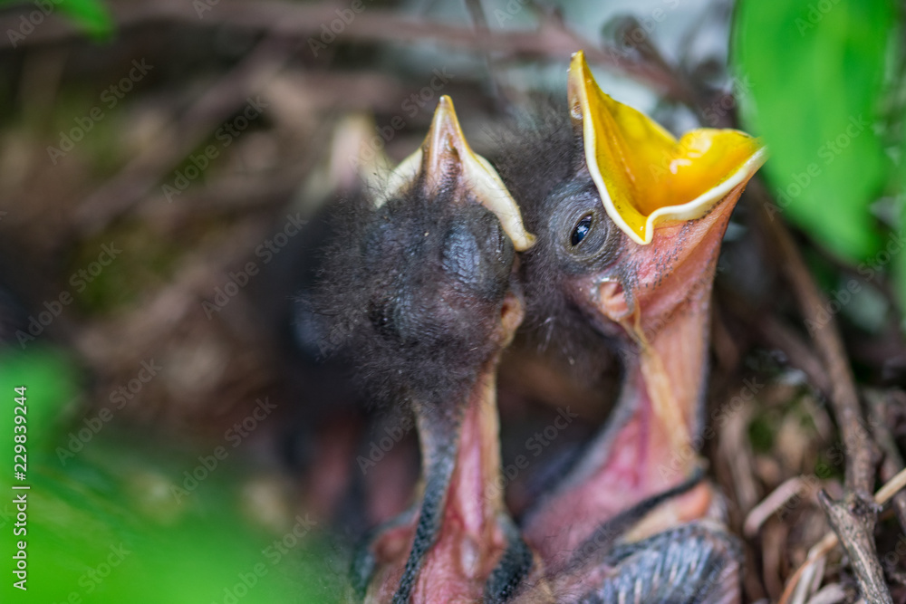 Obraz premium Song Birds and Chicks