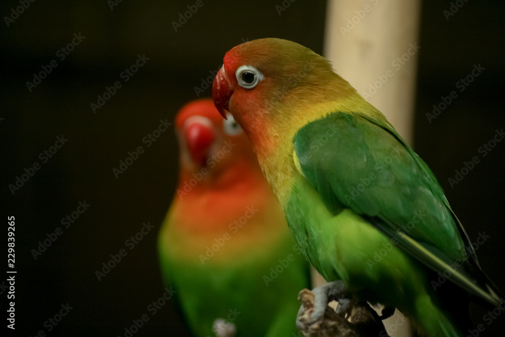 Colorful parrots on dark background