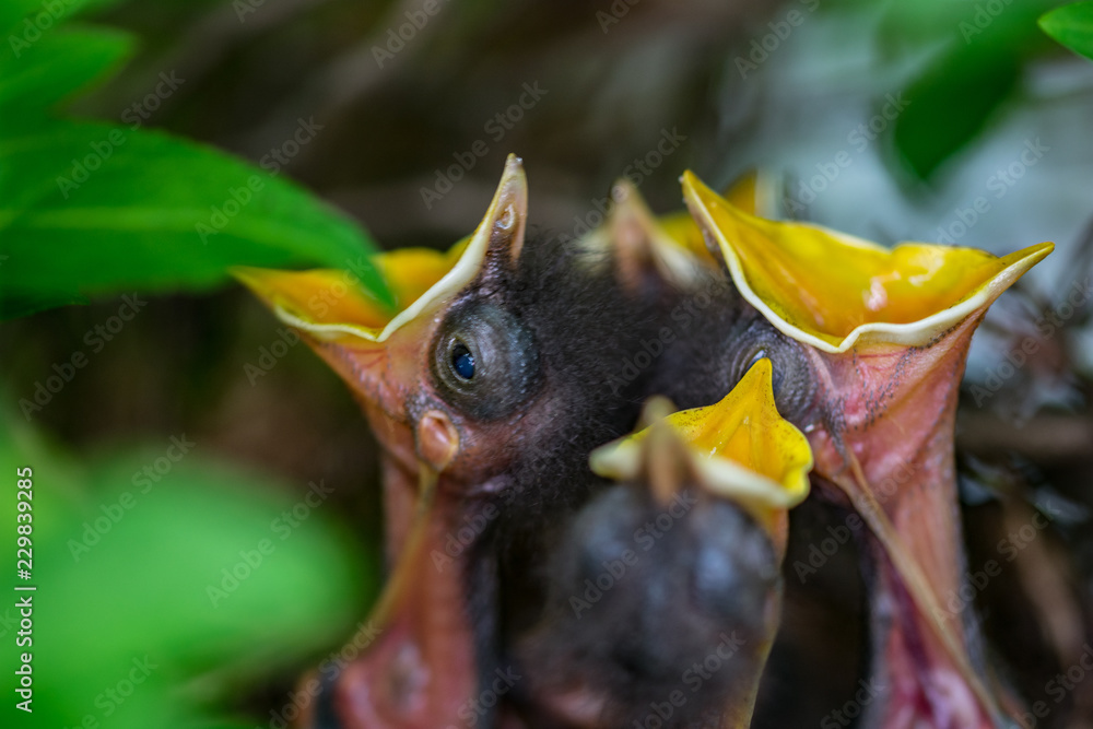 Obraz premium Song Birds and Chicks